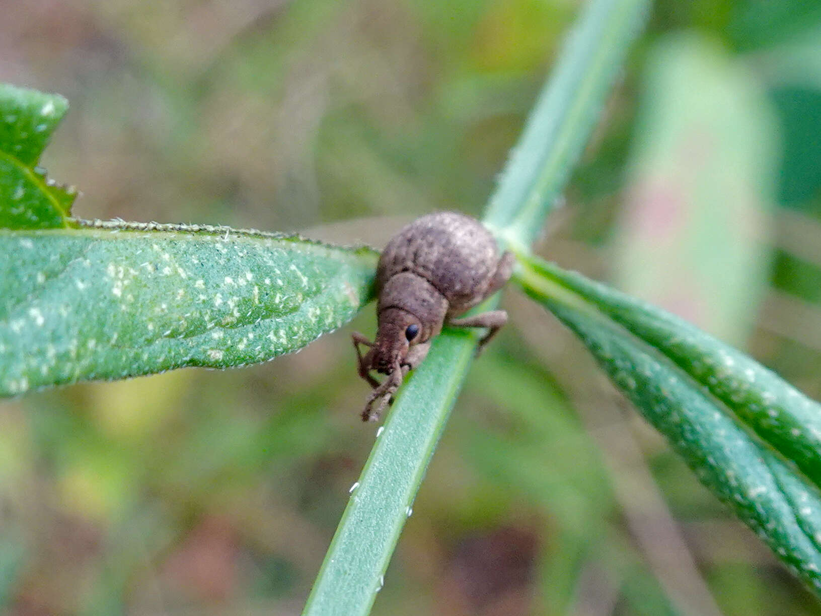 Image of Entiminae