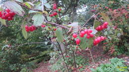 Image of Viburnum betulifolium Batalin