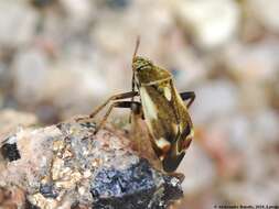 Image of Polymerus unifasciatus (Fabricius 1794)