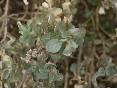 Image of saltbush