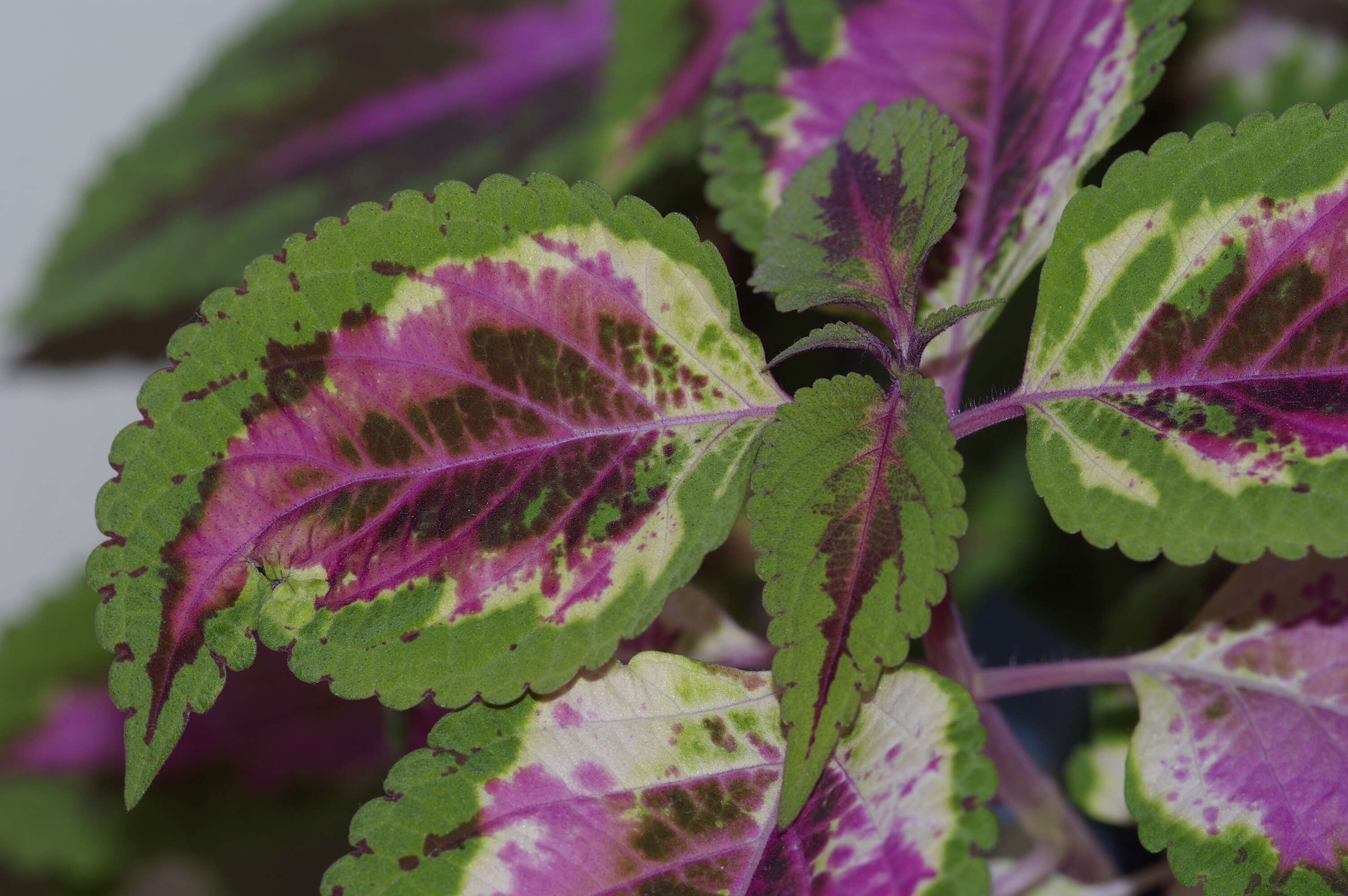 Image of common coleus