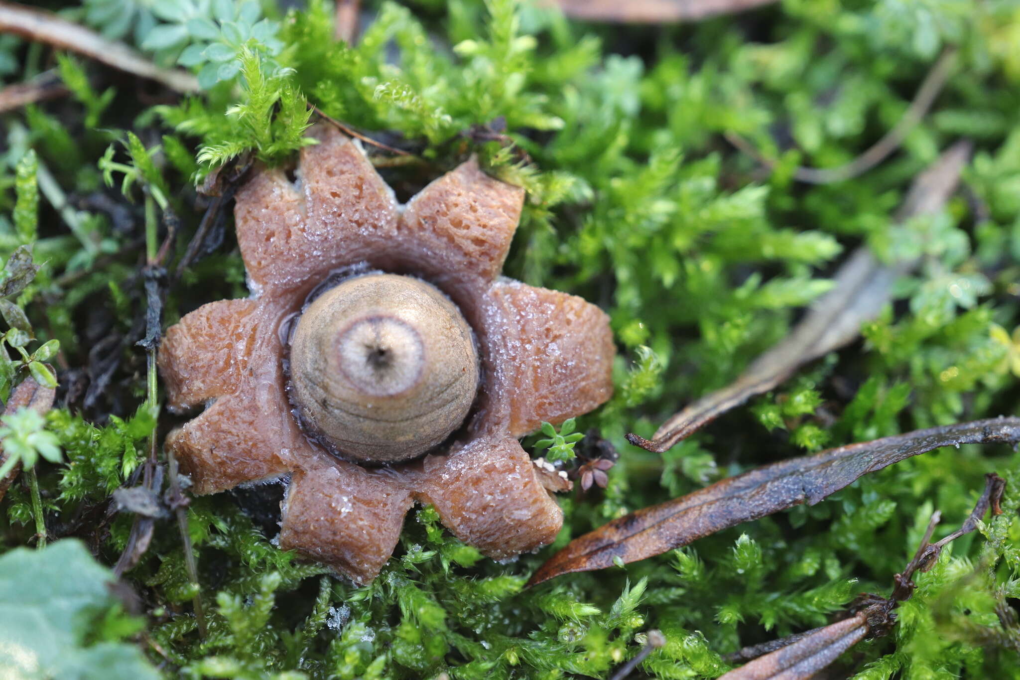 Image of Geastrum saccatum