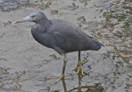 Image de Aigrette sacrée