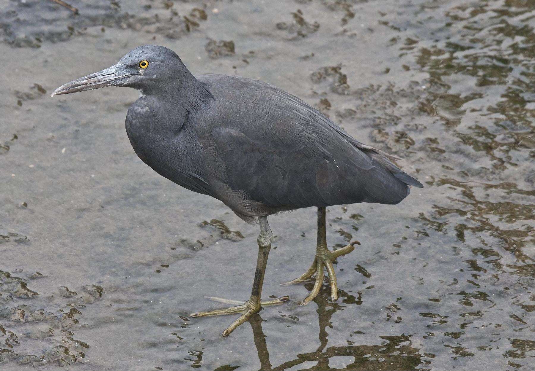 Image de Aigrette sacrée