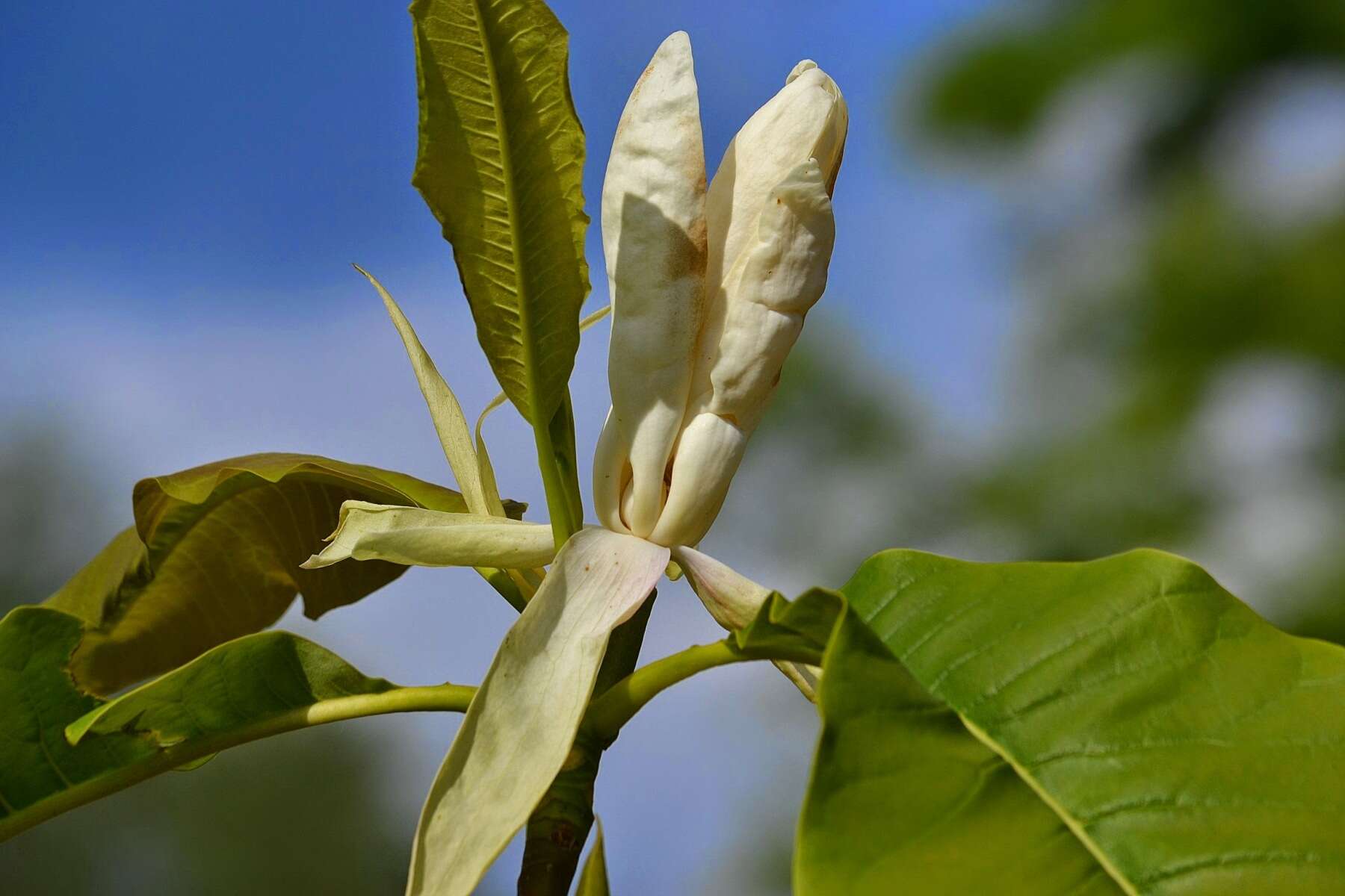 Image of Umbrella Magnolia