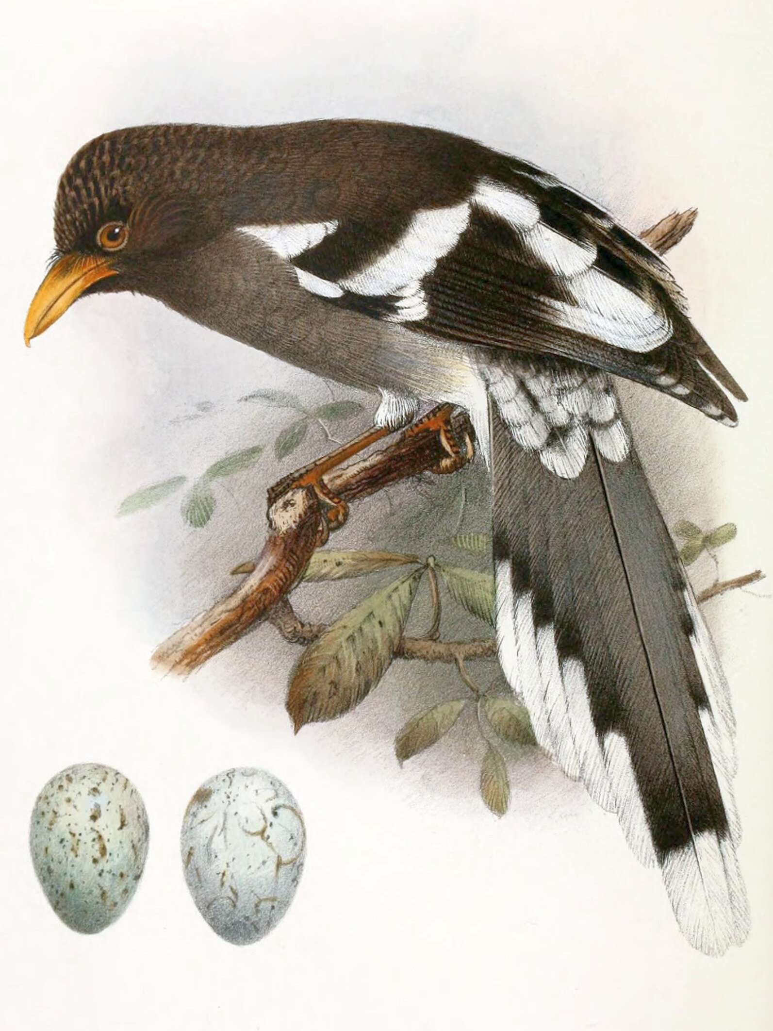 Image of White-winged Magpie