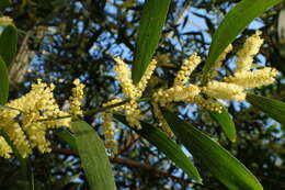 Imagem de Acacia longifolia (Andrews) Willd.