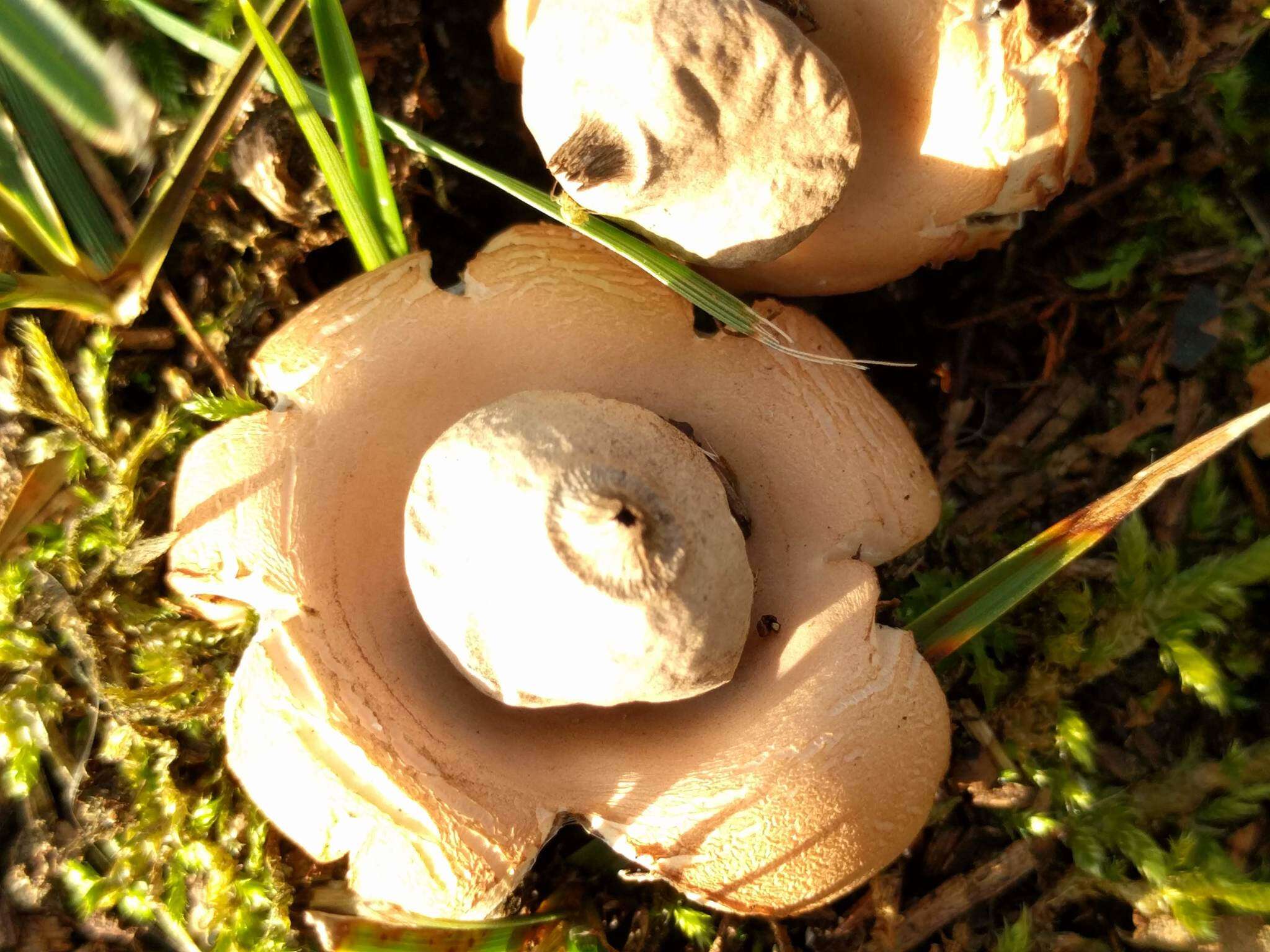 Image of Geastrum saccatum