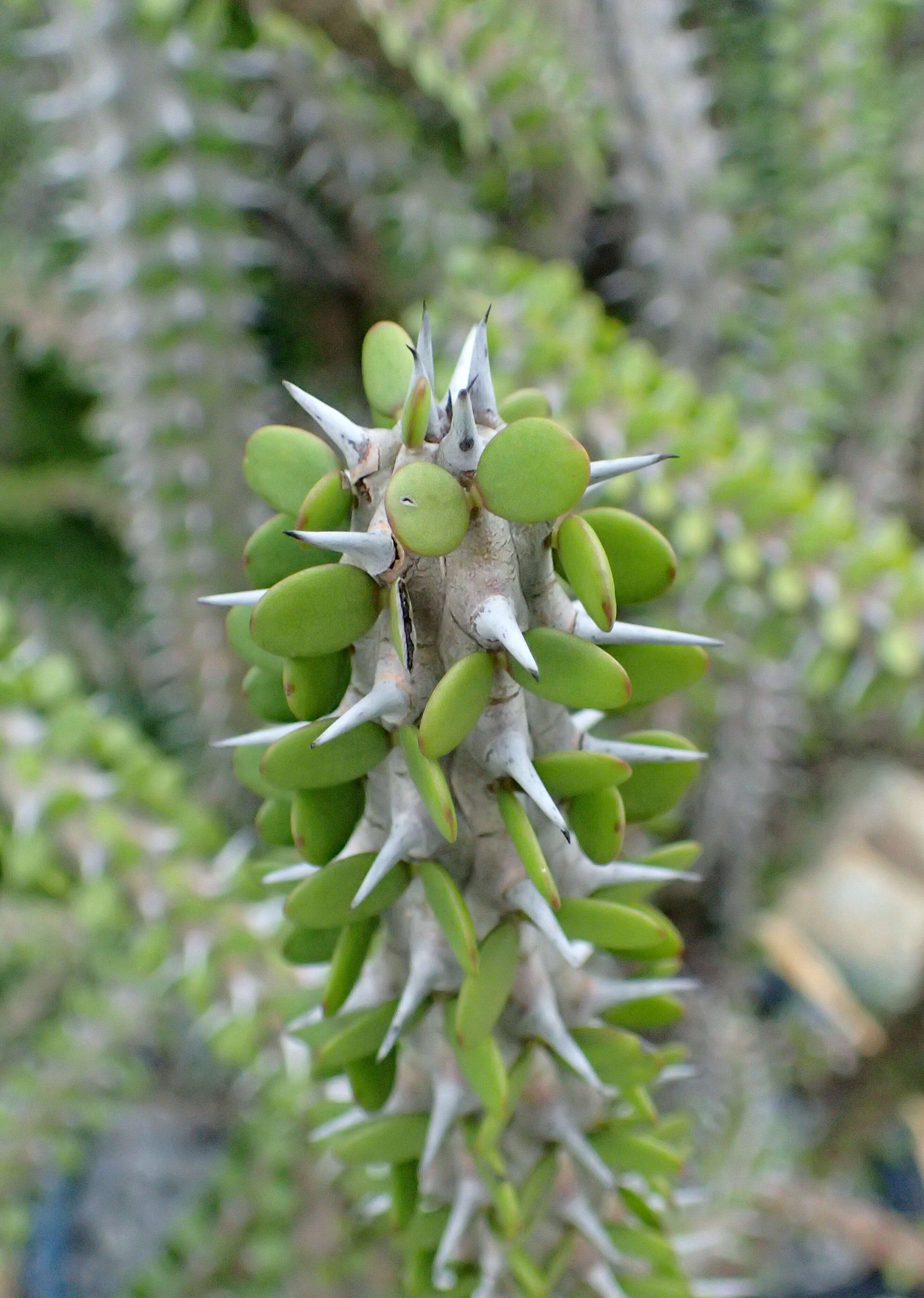 Image of Alluaudia comosa (Drake) Drake