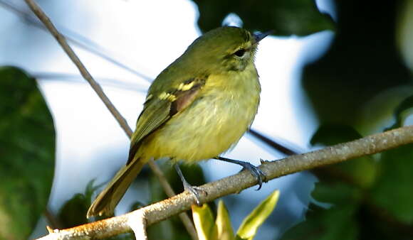 Image of Restinga Tyrannulet