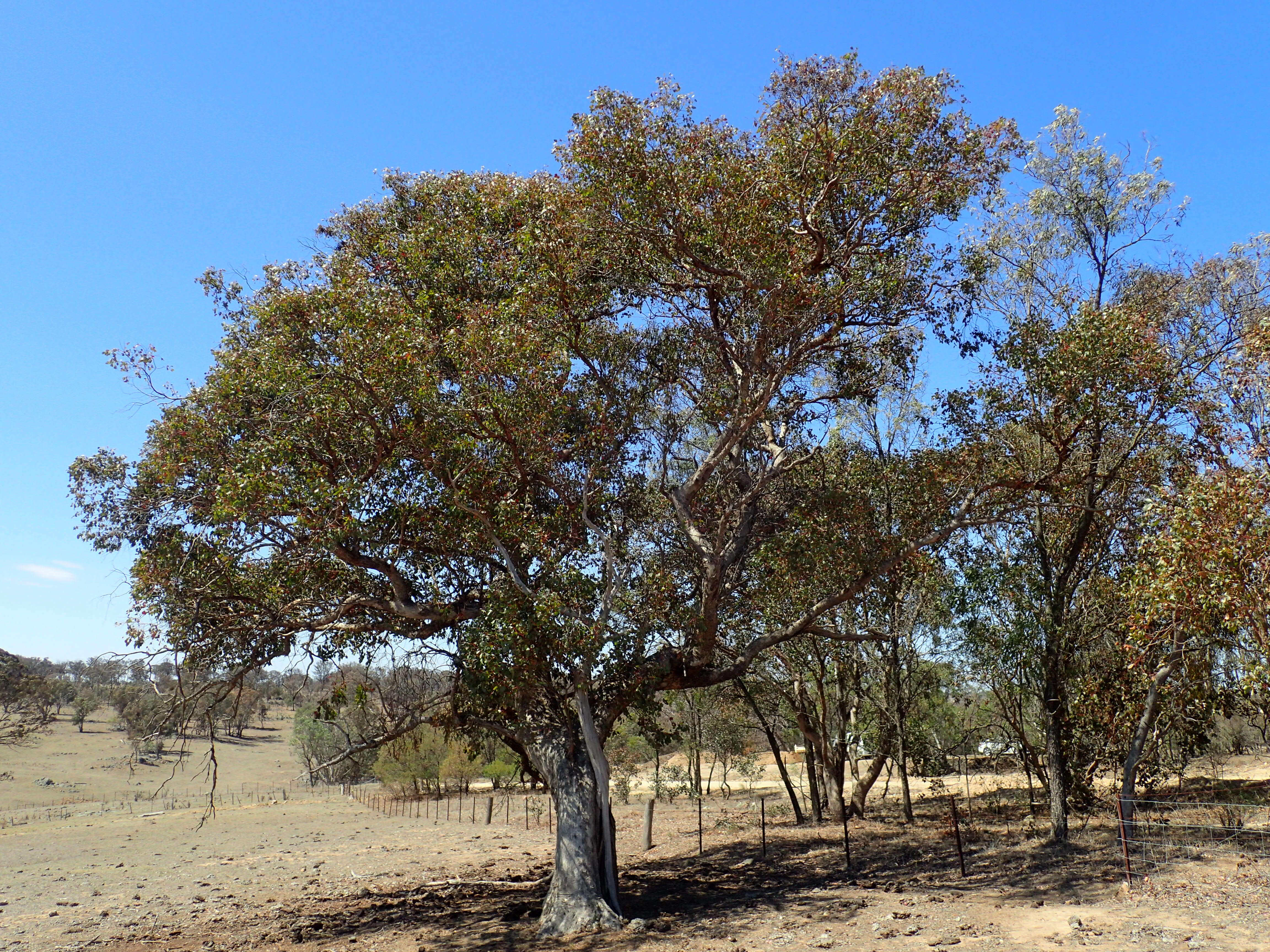 Image of Eucalyptus magnificata L. A. S. Johnson & K. D. Hill