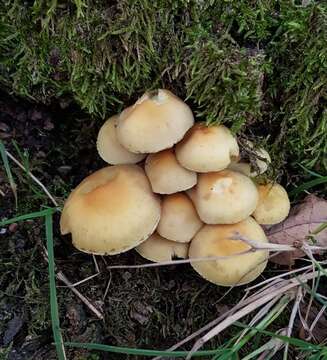 Imagem de Hypholoma fasciculare (Huds.) P. Kumm. 1871