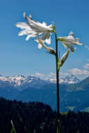 Image of St. Bruno's Lily