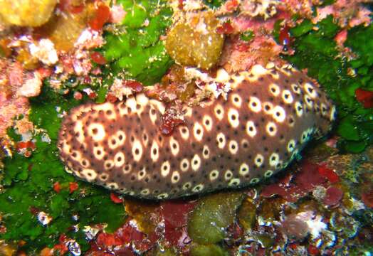 Image of Holothuria subgen. Platyperona Rowe 1969