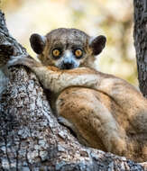 Image of Hubbard's Sportive Lemur