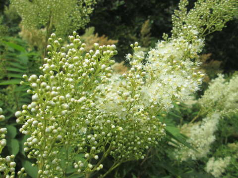 Image of false spiraea