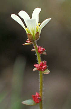 Plancia ëd Saxifraga cernua L.