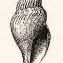 Image of Xanthodaphne sedillina (Dall 1908)