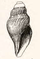 Image of Xanthodaphne sedillina (Dall 1908)