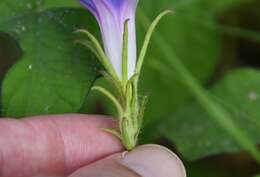 Image of Ivyleaf morning-glory