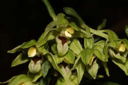 Image of Narrow-lipped helleborine