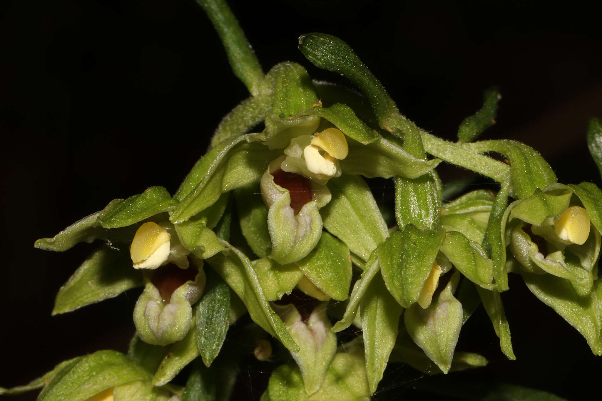 Imagem de Epipactis leptochila (Godfery) Godfery