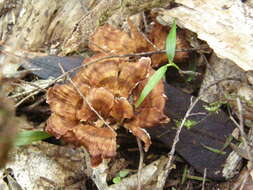 Image of Podoscypha petalodes (Berk.) Boidin 1959