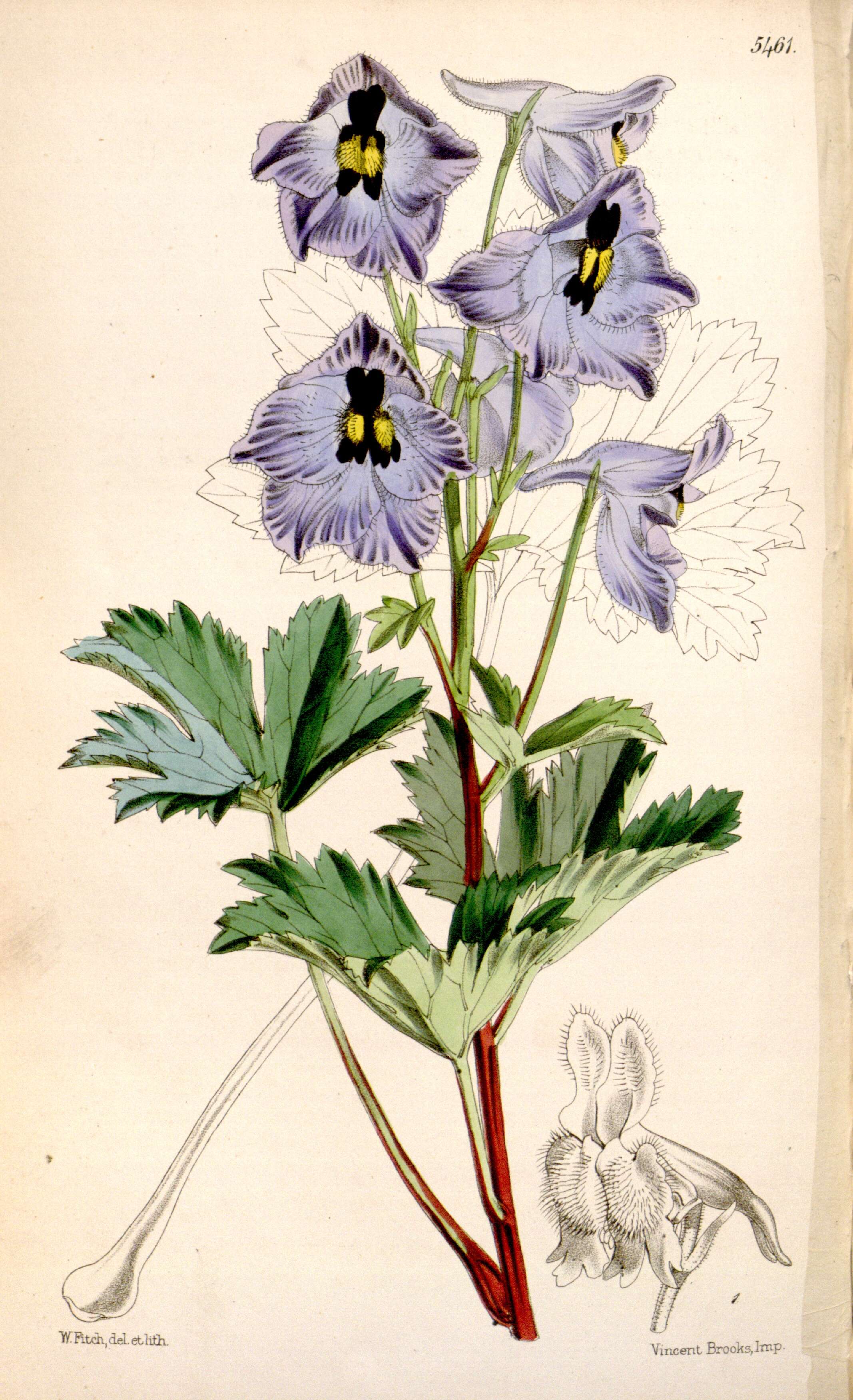 Image of Delphinium brunonianum Royle