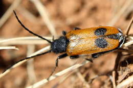 Image of Apalus bimaculatus