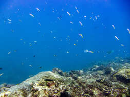 Image of Goldback anthias