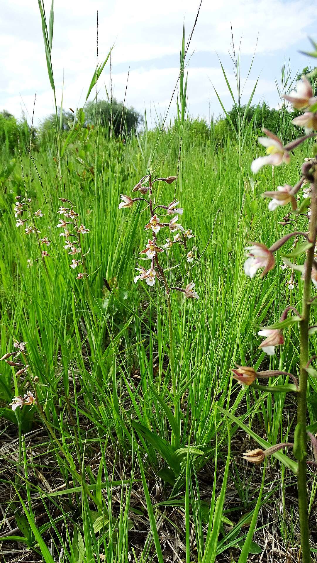 Imagem de Epipactis palustris (L.) Crantz