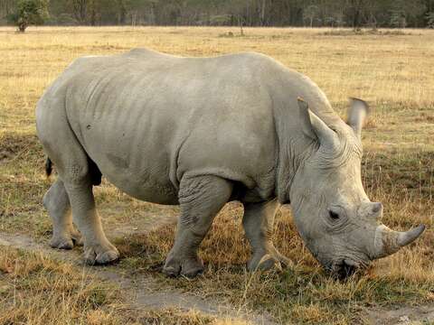 Image of Ceratotherium simum simum