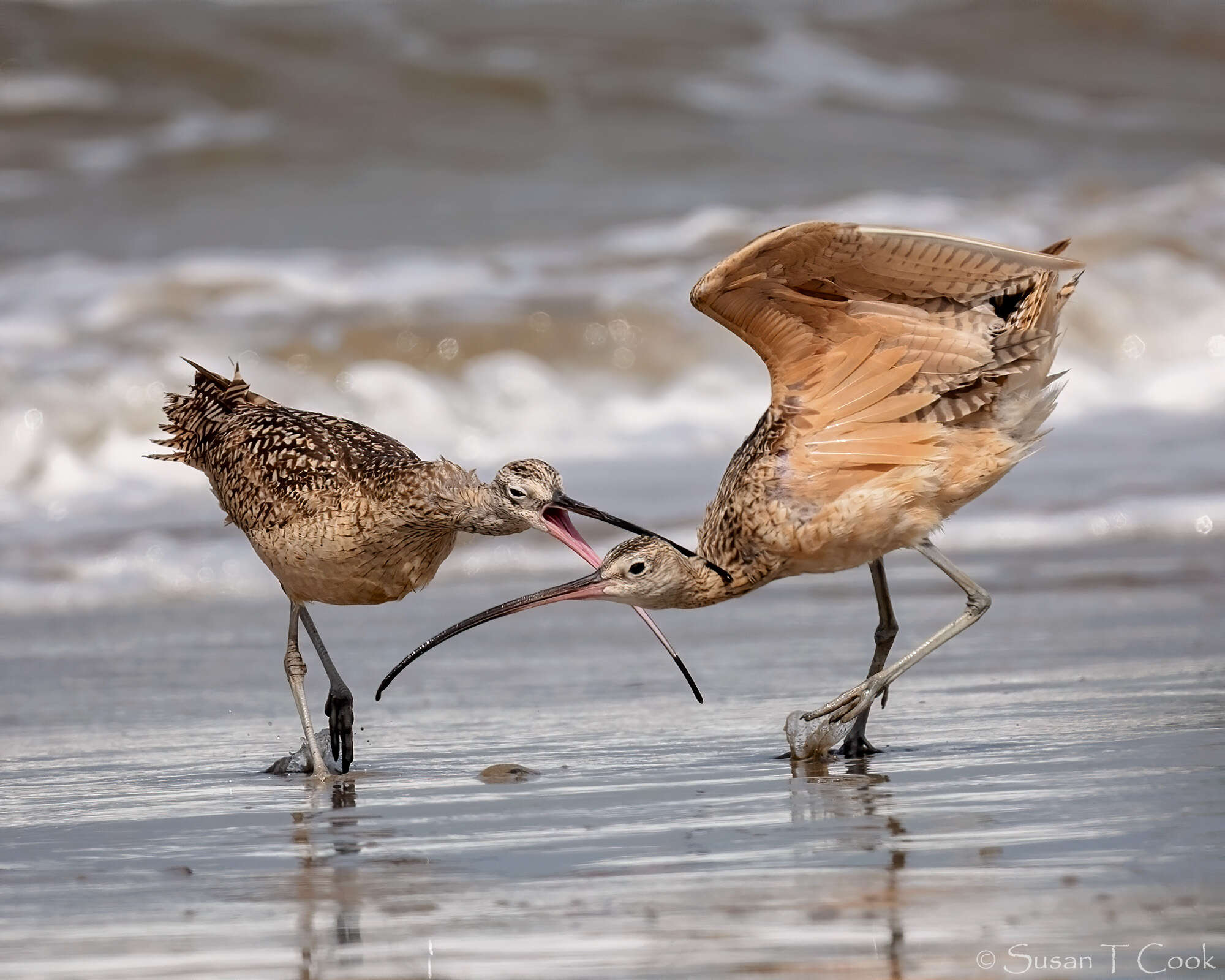 Image of Long-billed Curlew