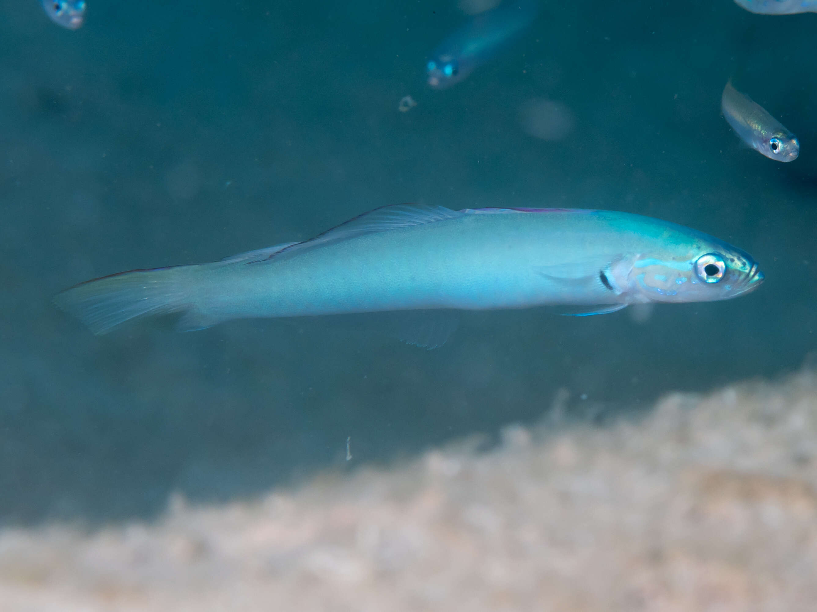 Image of Blue gudgeon