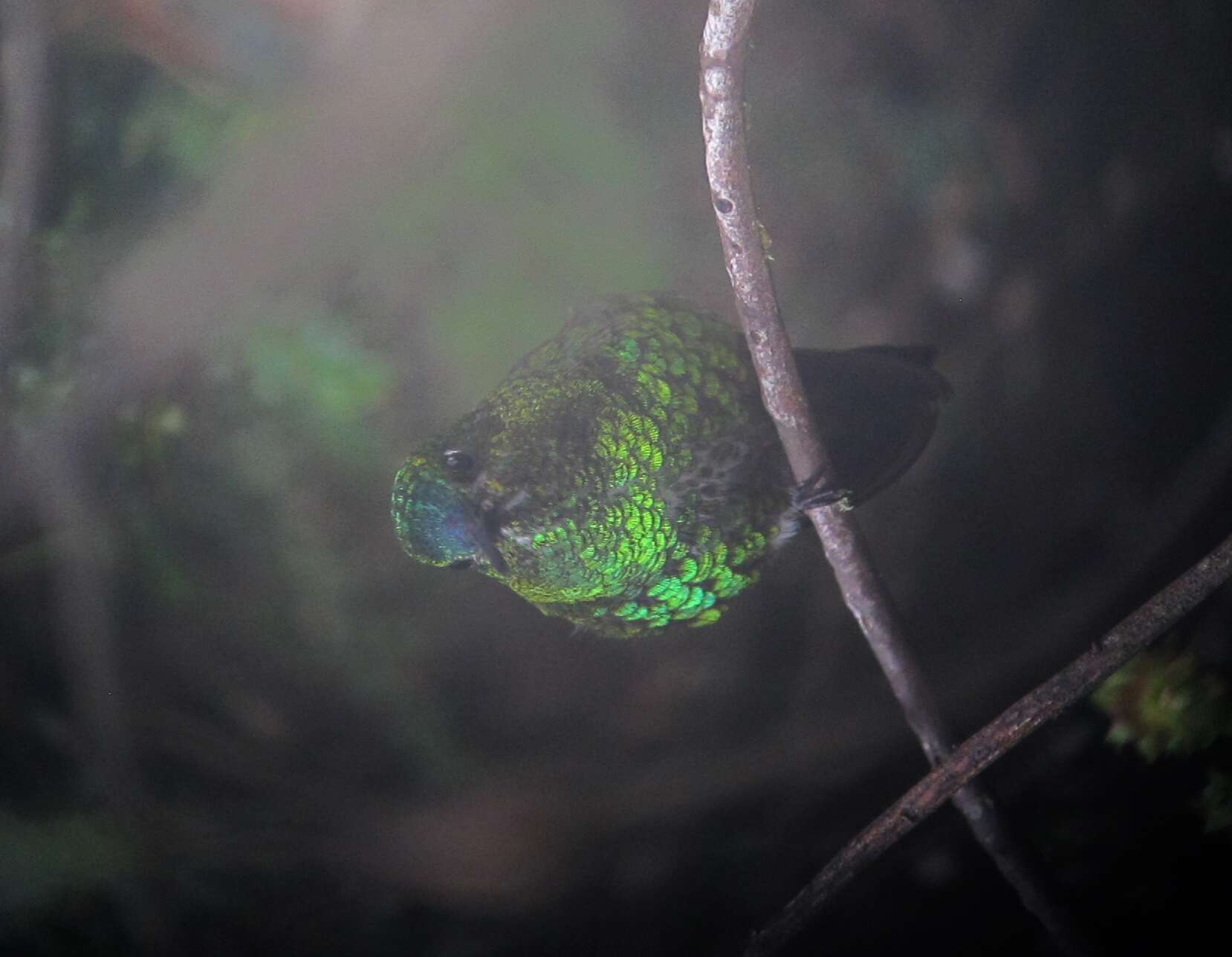 Image of Black-thighed Puffleg