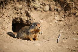 Image of Columbian ground squirrel