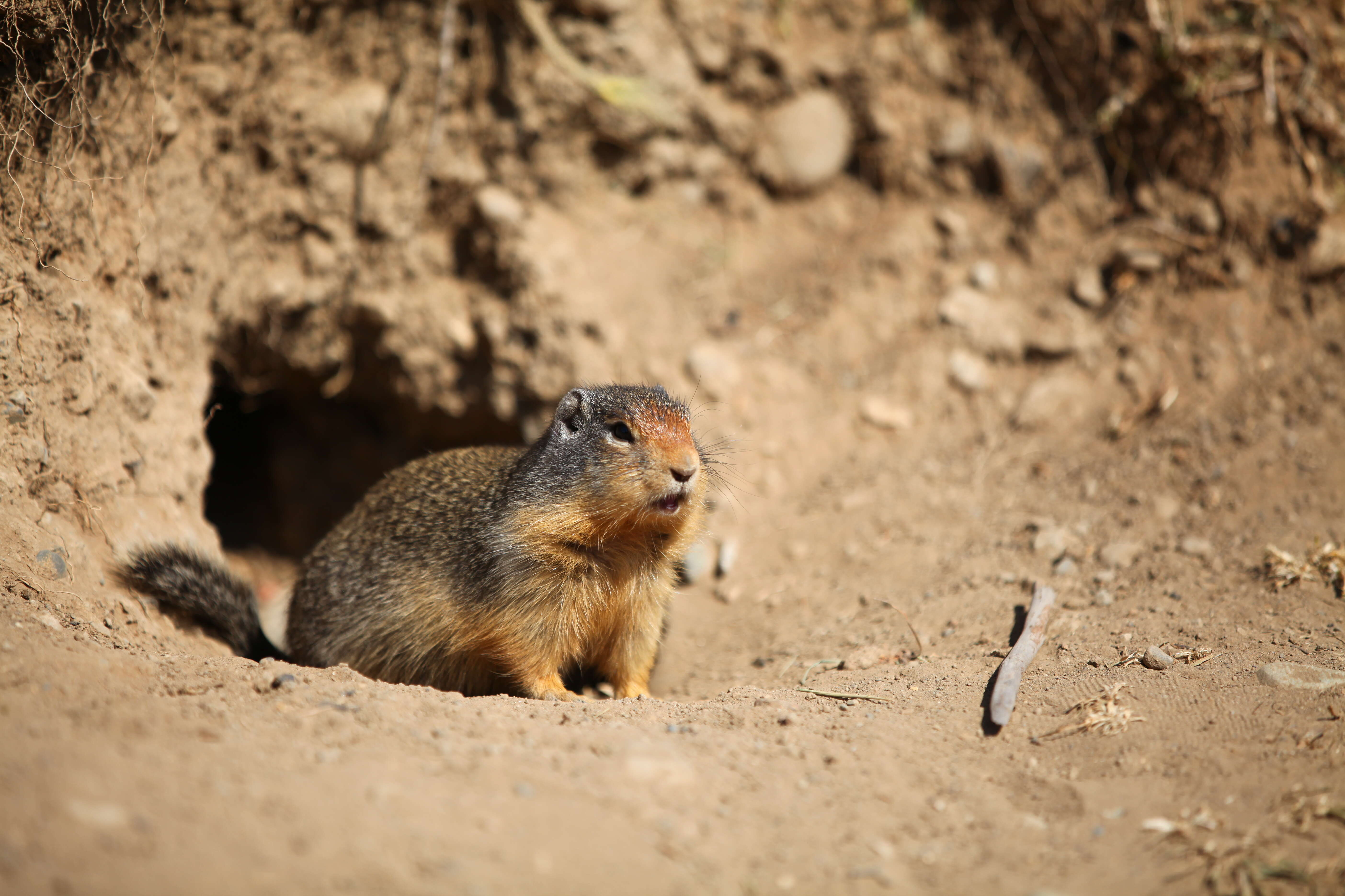 Image of Columbian ground squirrel