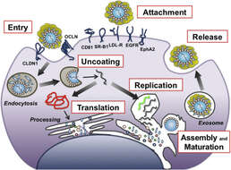 Слика од Hepacivirus