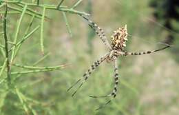 Image of Argiope lobata (Pallas 1772)