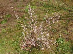 Image of Korean abeliophyllum