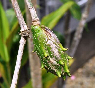 Image of Magnolia coco (Lour.) DC.