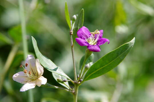 Image of matrimony vine