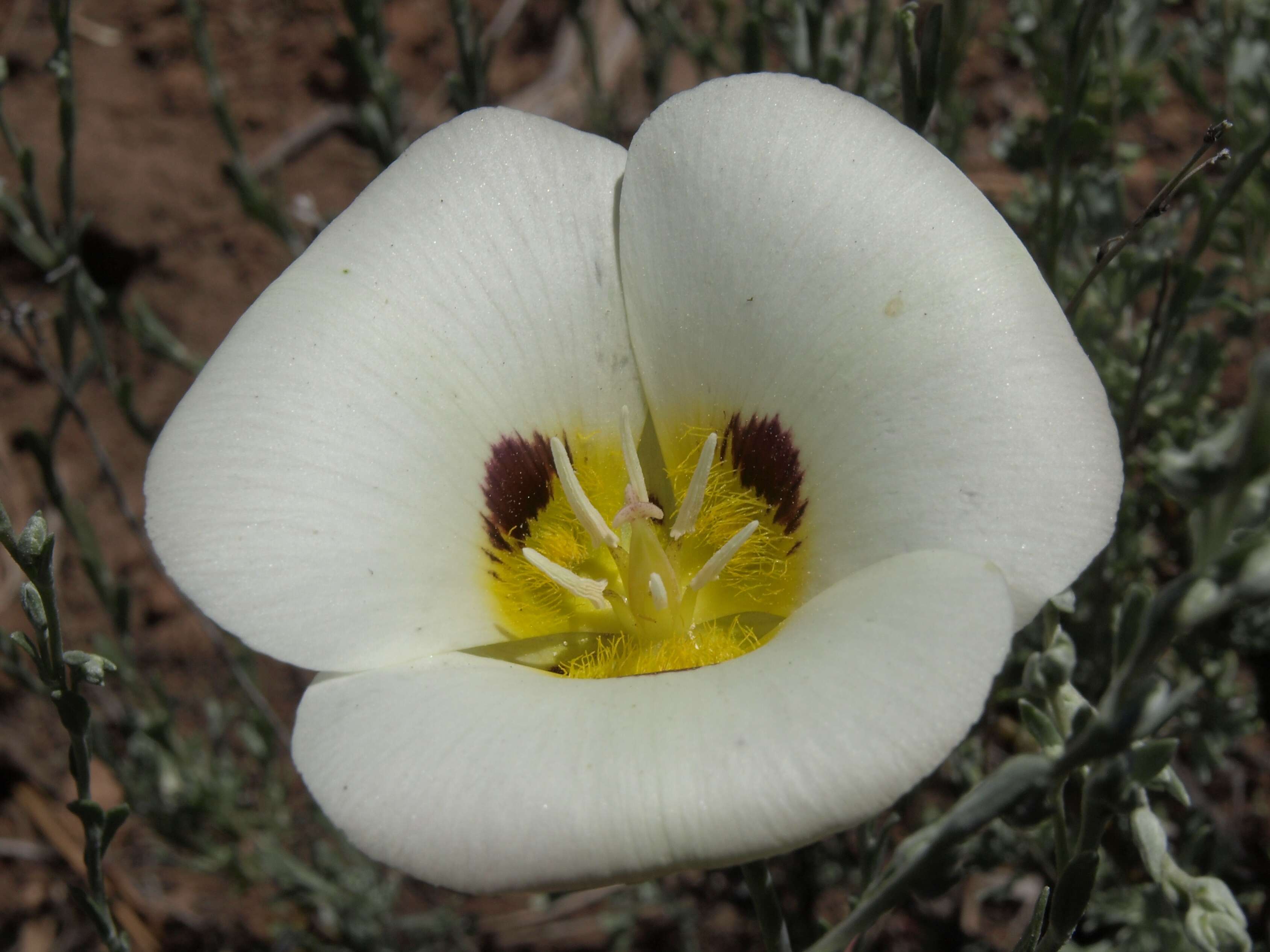 Calochortus leichtlinii Hook. fil. resmi