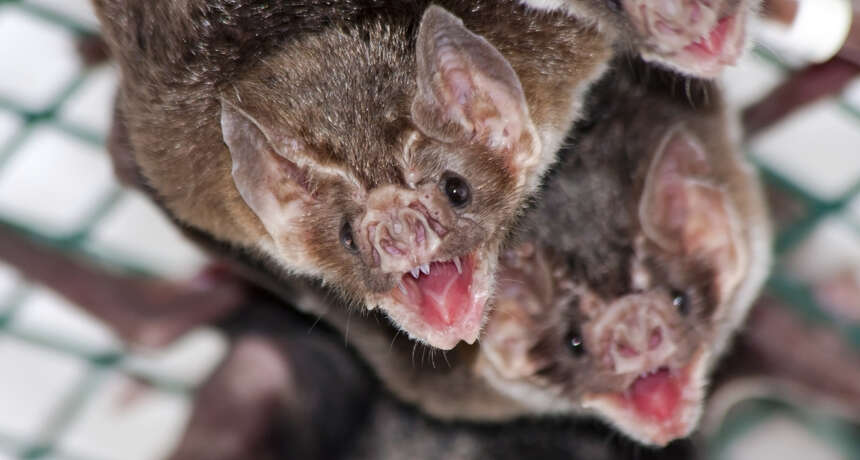 Image of vampire bat