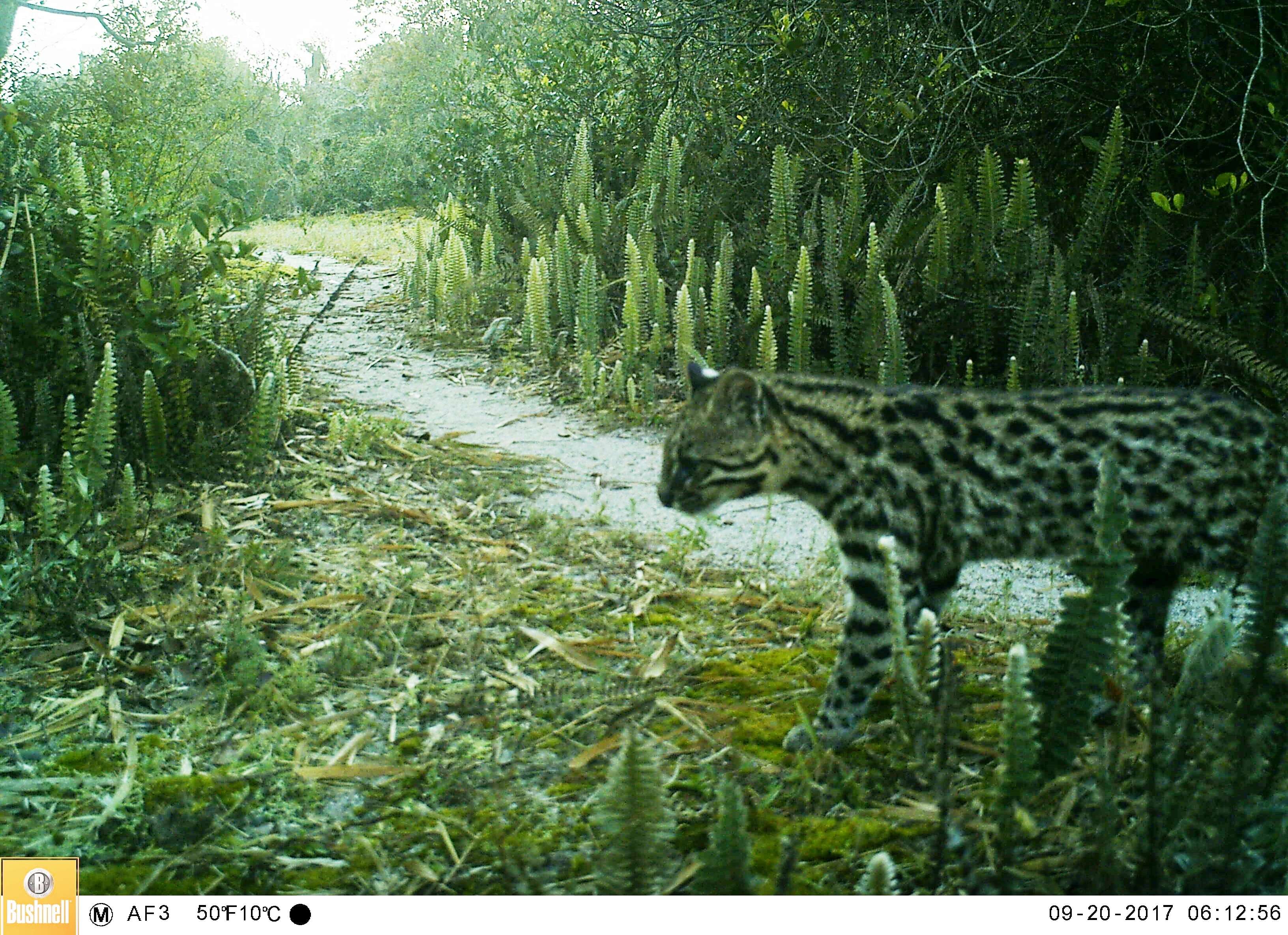 Image of southern little spotted cat