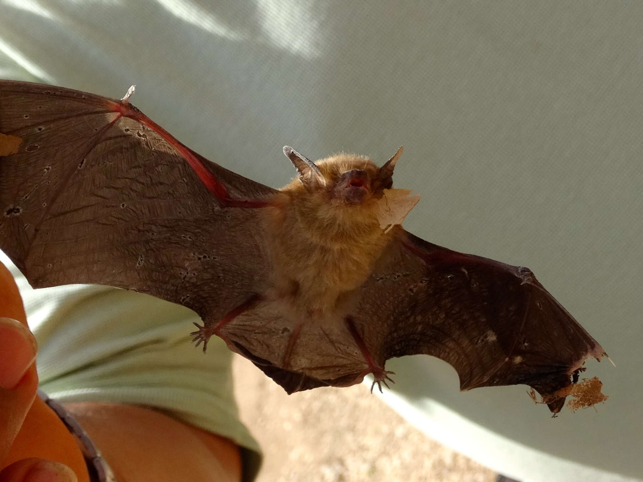 Image of Little Yellow Bat