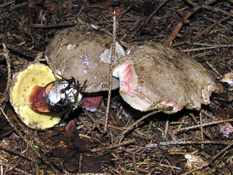 Image of Xerocomellus chrysenteron (Bull.) Šutara 2008