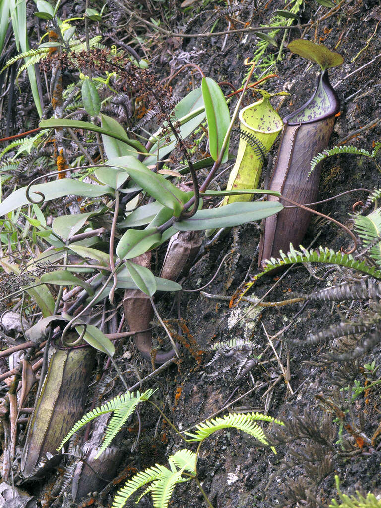 Image of Pitcher plant