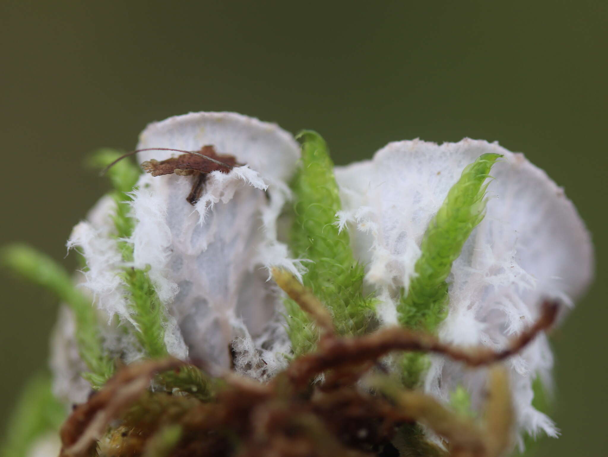 Image of felt lichen