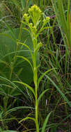 Image of Riddell's Goldenrod